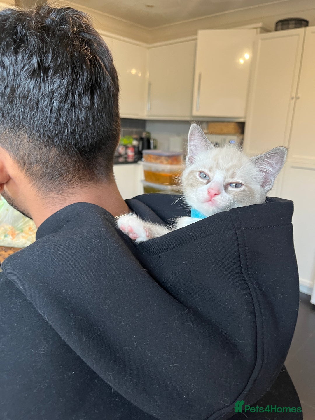 Bengal cats for sale: Ragdoll x Egyptian mau kitties  - Image 7