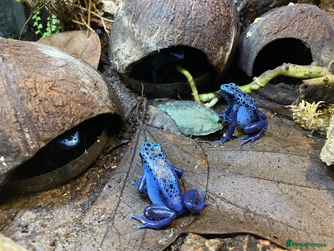 Frog reptiles for sale: 3 tinc azureos tadpoles ready to go  in Milton Keynes - Advert 4