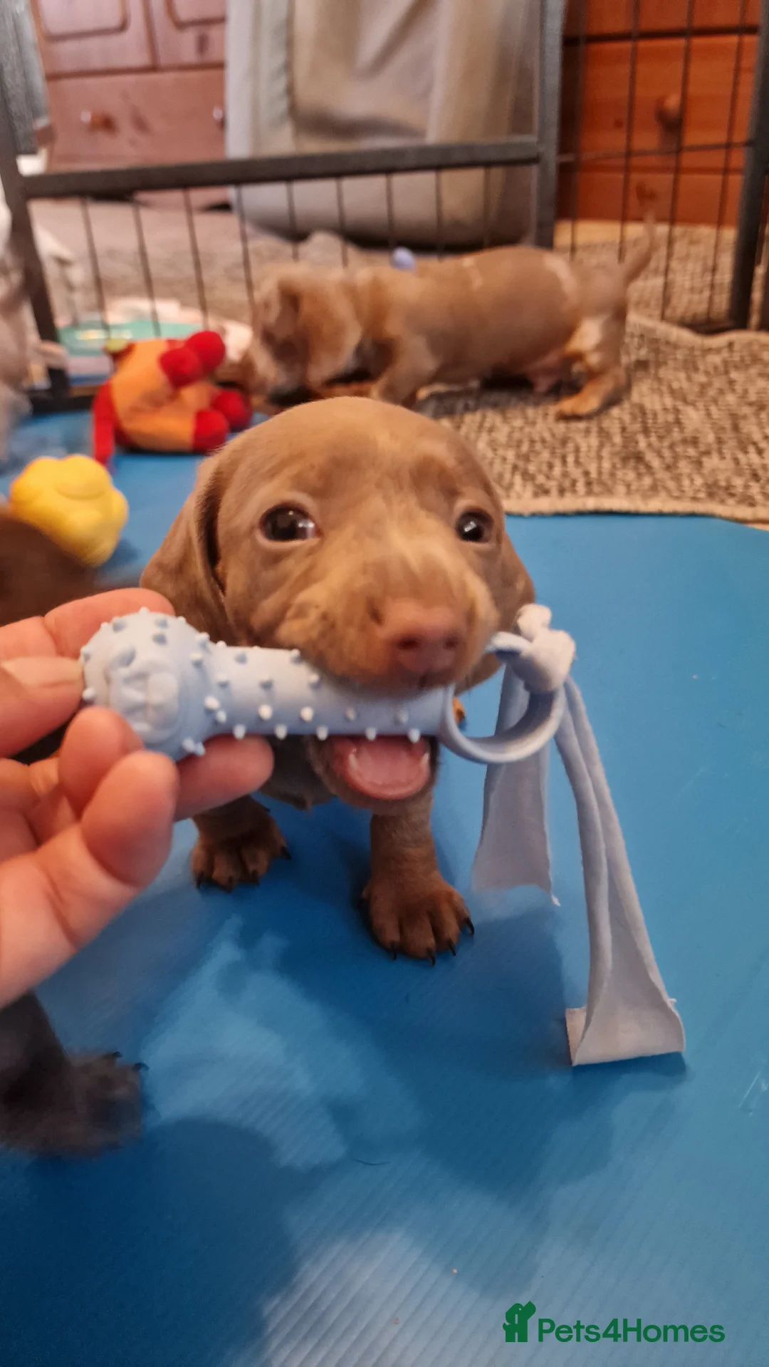 Miniature Dachshund dogs for sale: Isabella Blue & Lilac Blue Miniature Dachshund  in Steyning - Advert 2
