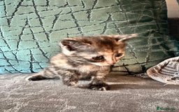 Siberian cats for sale: Kittens for sale  - Image 8