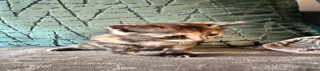 Siberian Kitten 3