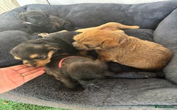 Mixed Breed dogs for sale: Norfolk terrier cross by toy poodle - Image 8