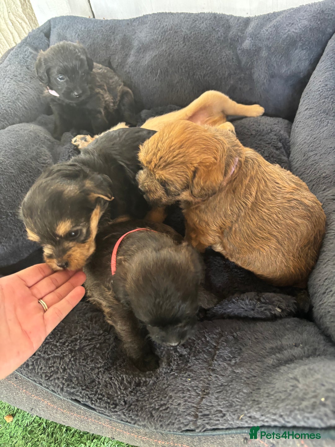 Mixed Breed dogs for sale: Norfolk terrier cross by toy poodle - Image 8