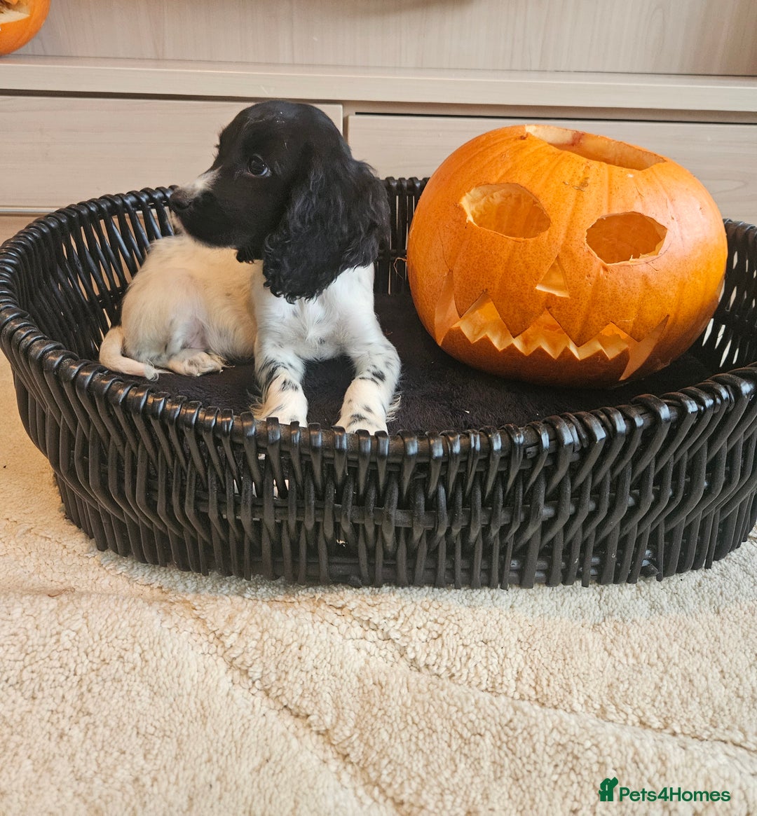 Cocker Spaniel dogs for sale: Working type cocker spaniels. Merle and Roan - Image 16