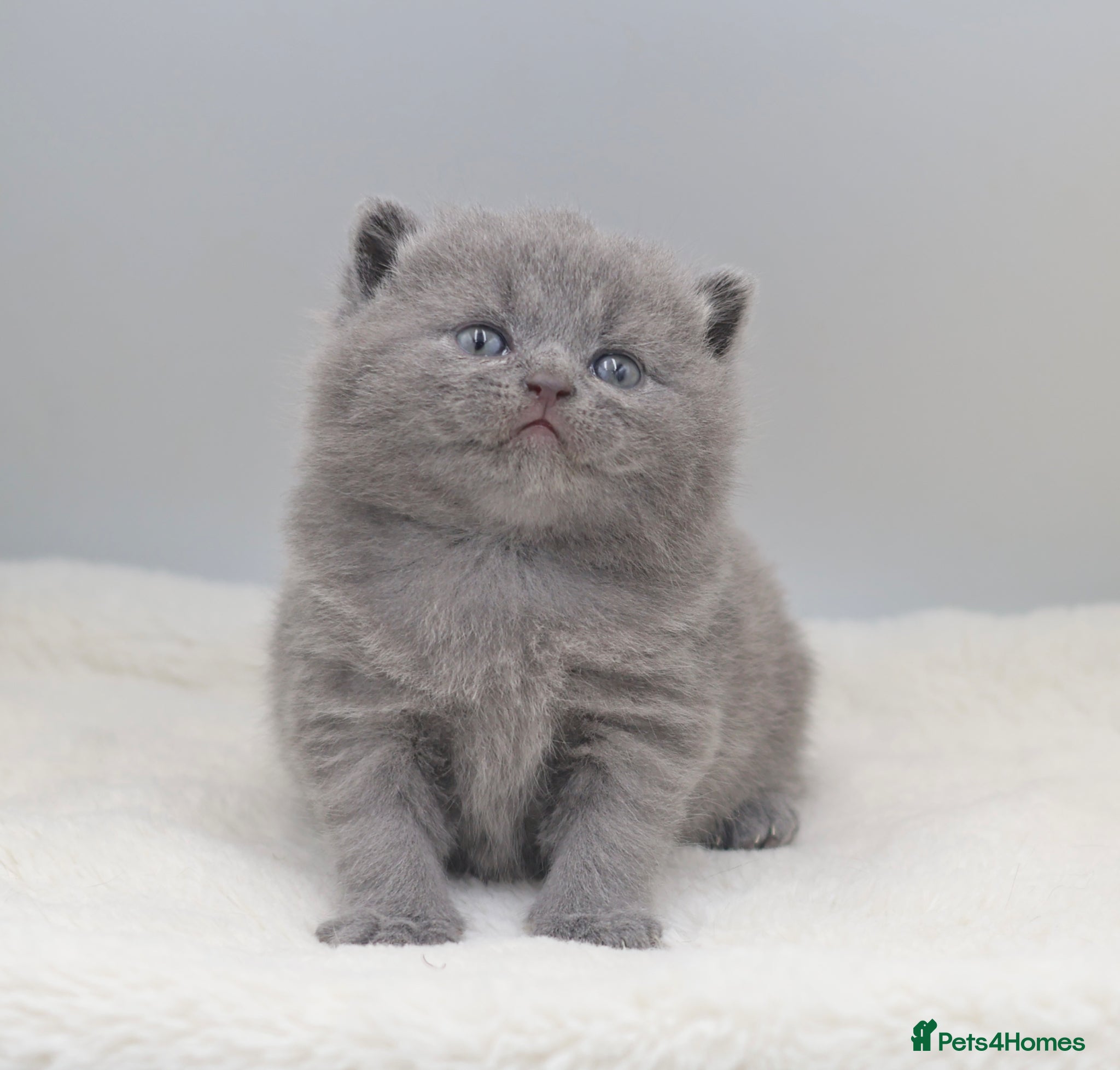British Shorthair cats PEDIGREE REGISTERED CHUNKY BRITISH SHORTHAIRS - Advert 1