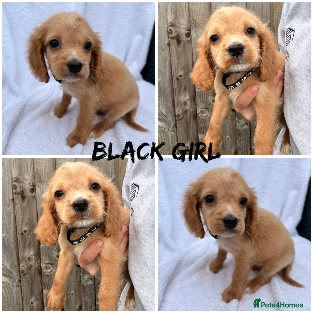 Cocker Spaniel dogs for sale: ⭐️READY TO LEAVE 05/02/26⭐️ - Advert 9