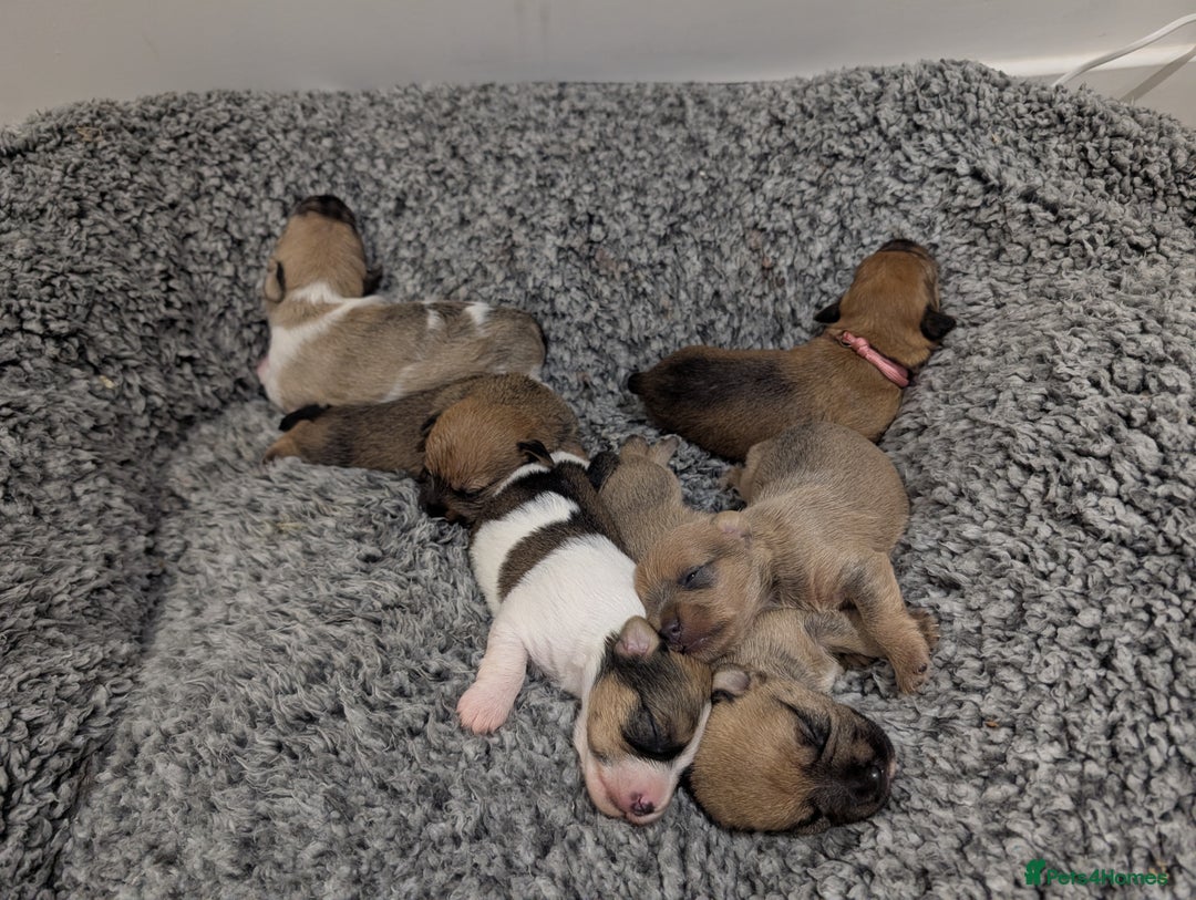 Mixed Breed dogs for sale: Beautiful Shihtzu x Cairn Terrier/Sausage x JRT - Advert 1