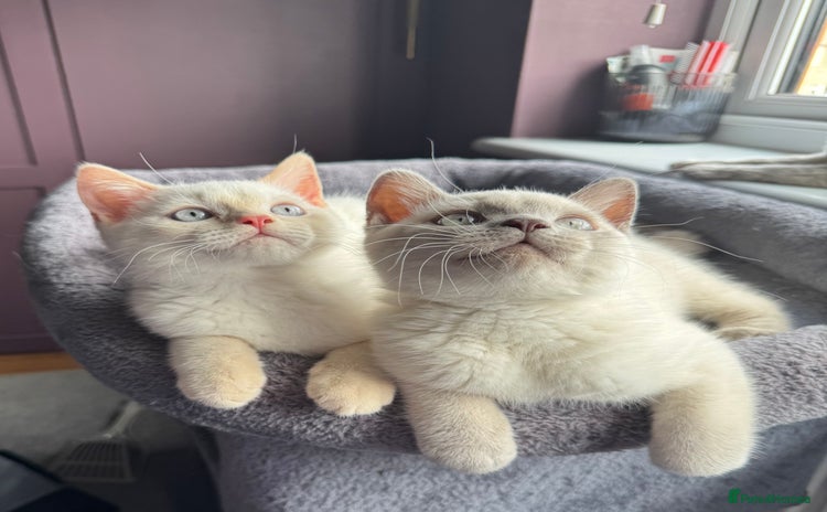 British Shorthair cats - Advert 4