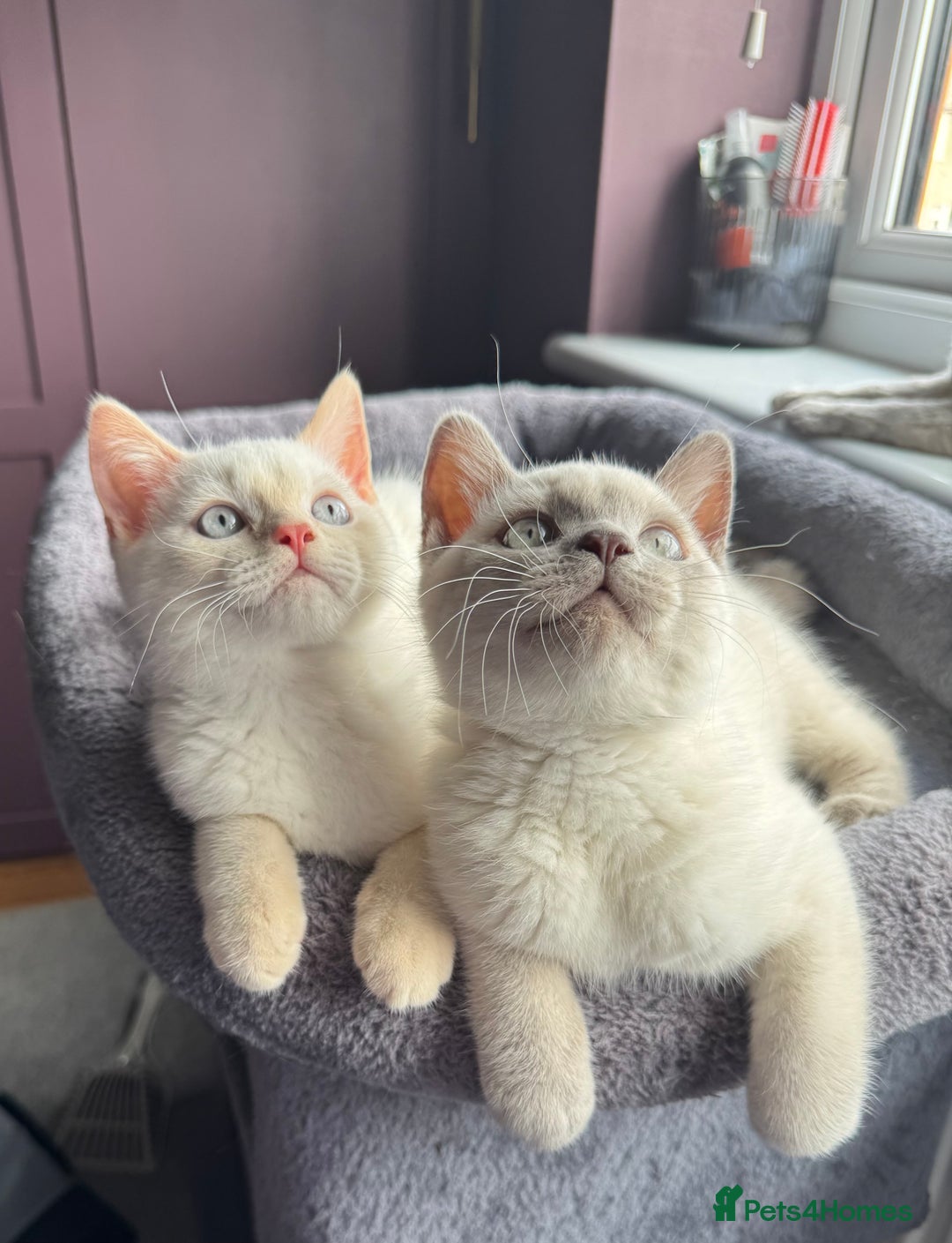 British Shorthair cats for sale: Lilac colourpoint BSH GCCF boy - ready to leave  - Image 1