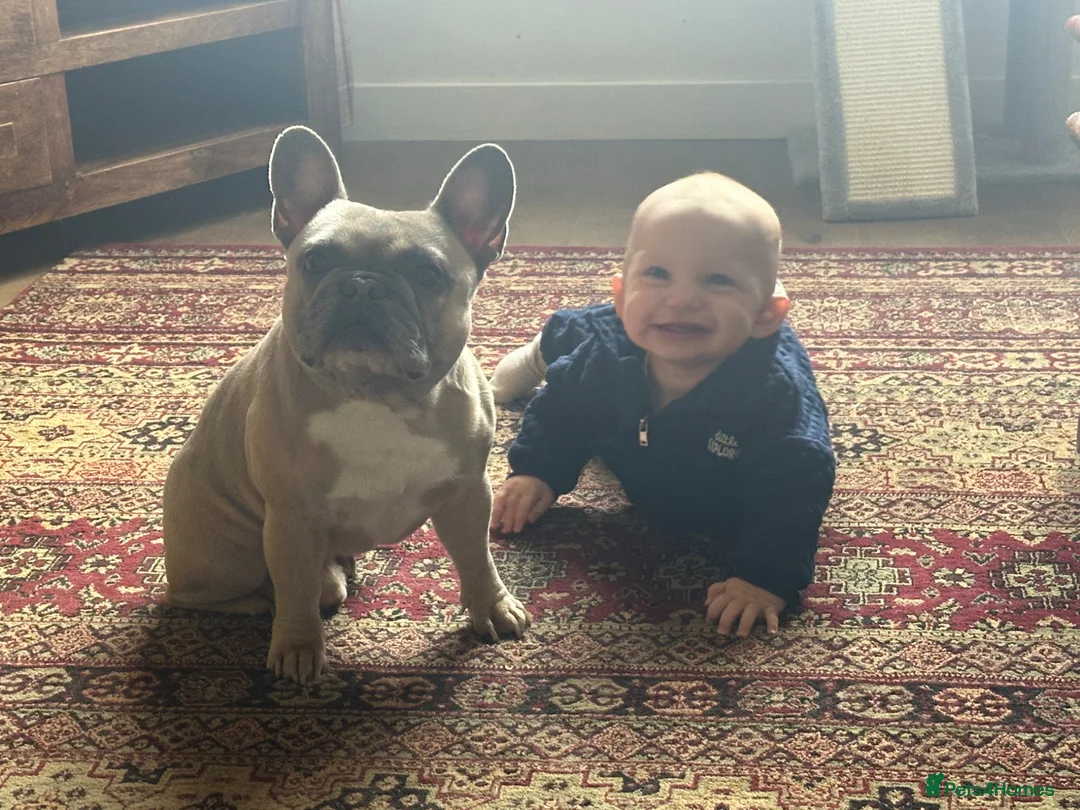 French Bulldog dogs for sale: Beautiful French bulldog pups - Advert 2