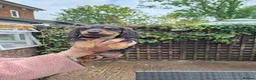 Miniature Dachshund dogs for sale: Miniature dachshund pups - Advert 5