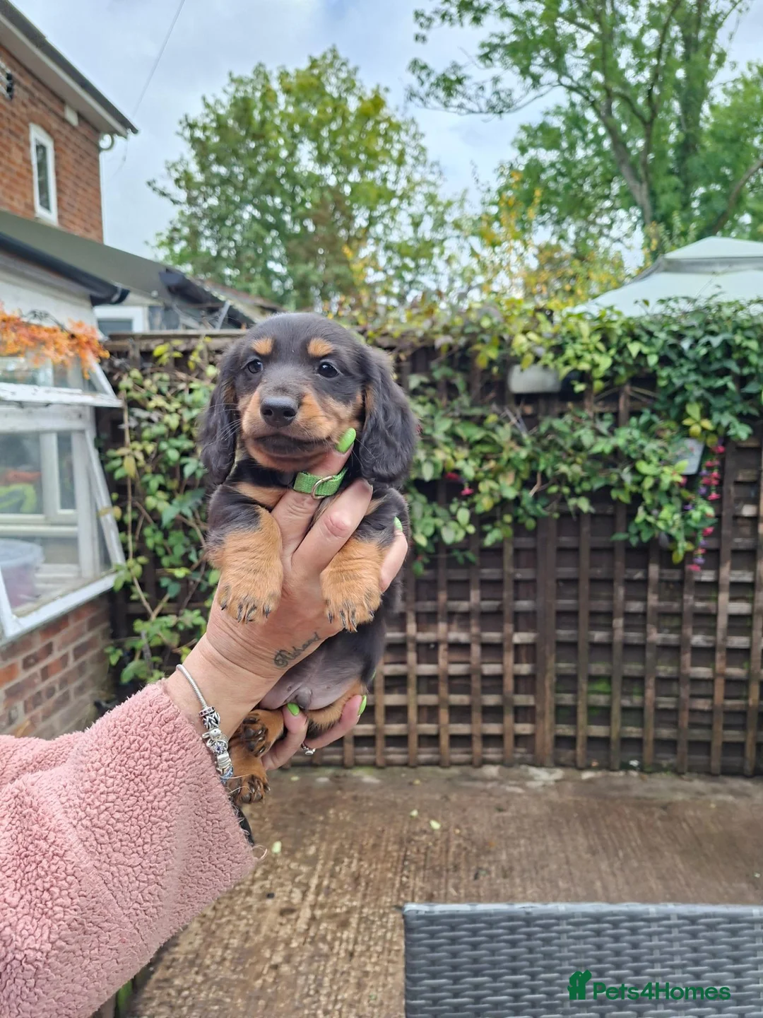 Miniature Dachshund dogs for sale: Miniature dachshund pups - Advert 5