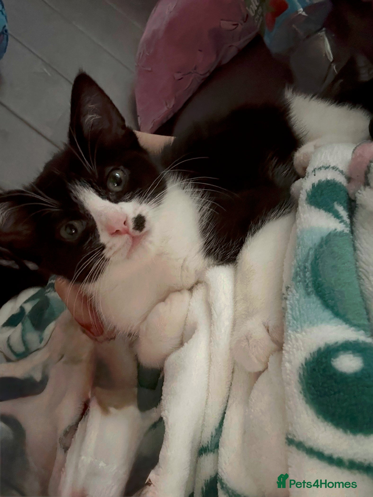 Ragdoll cats ** 1 beautiful girl left ** Ragdoll X Kittens  - Advert 4