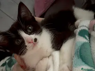 Ragdoll cats ** 1 beautiful girl left ** Ragdoll X Kittens - Advert 4