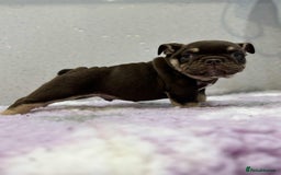 English Bulldog dogs for sale: English bulldog puppies  - Image 5