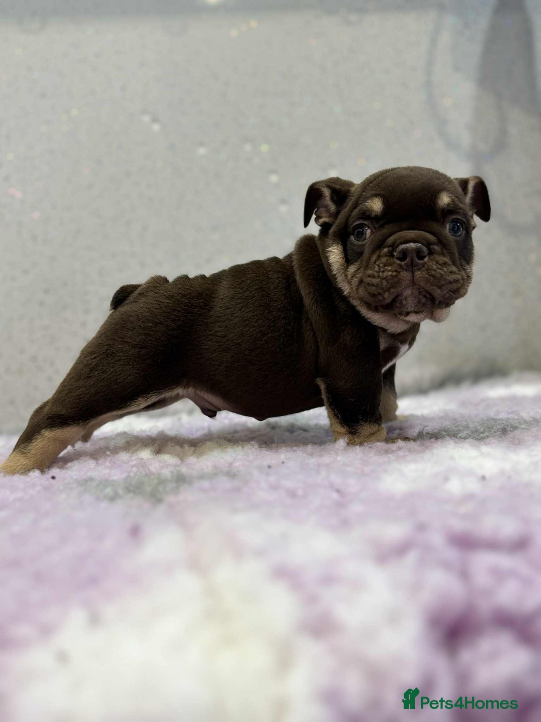 English Bulldog dogs for sale: English bulldog puppies  - Image 5