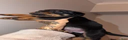 Rottweiler dogs for sale: A litter of 6 healthy Rottweiler puppies  - Advert 8