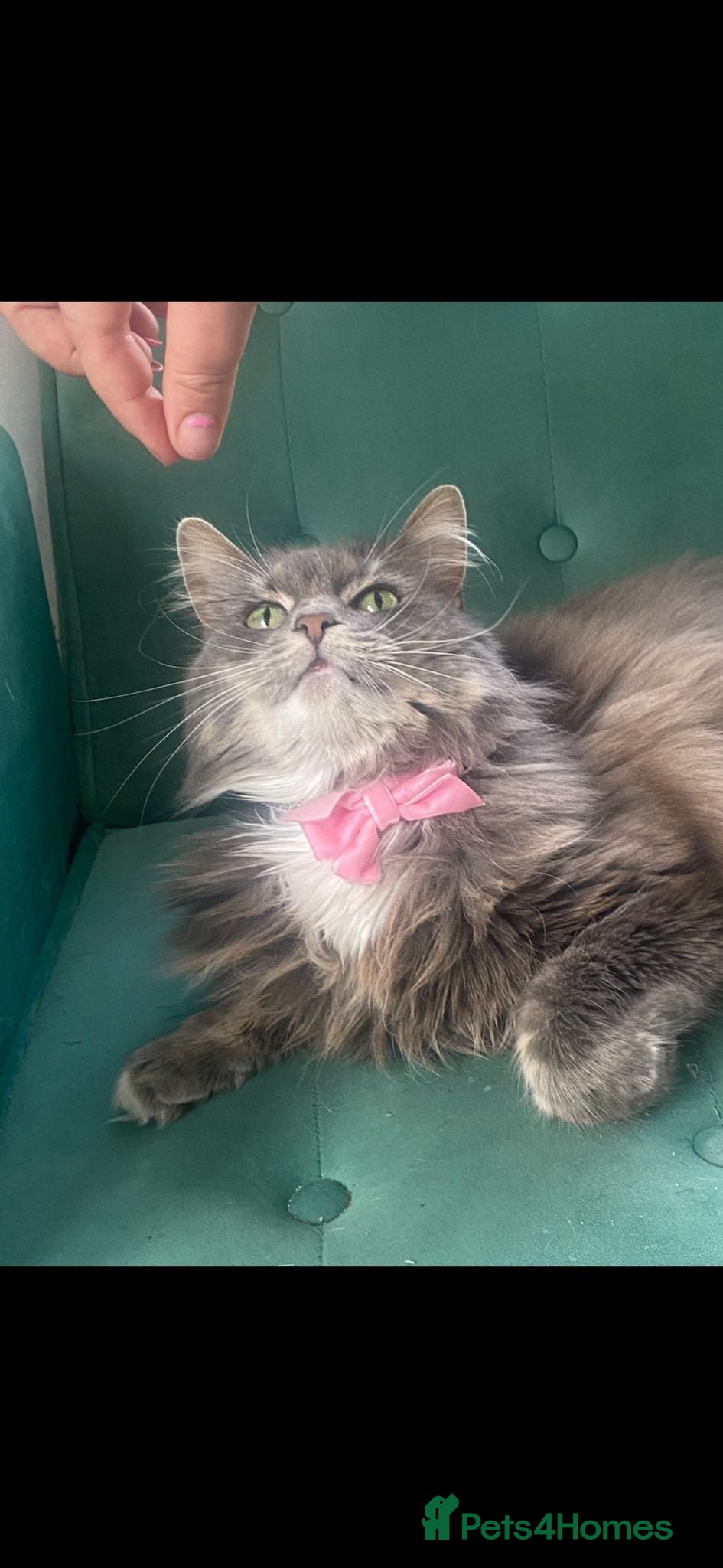 Mixed Breed cats Maincoon X  - Advert 2