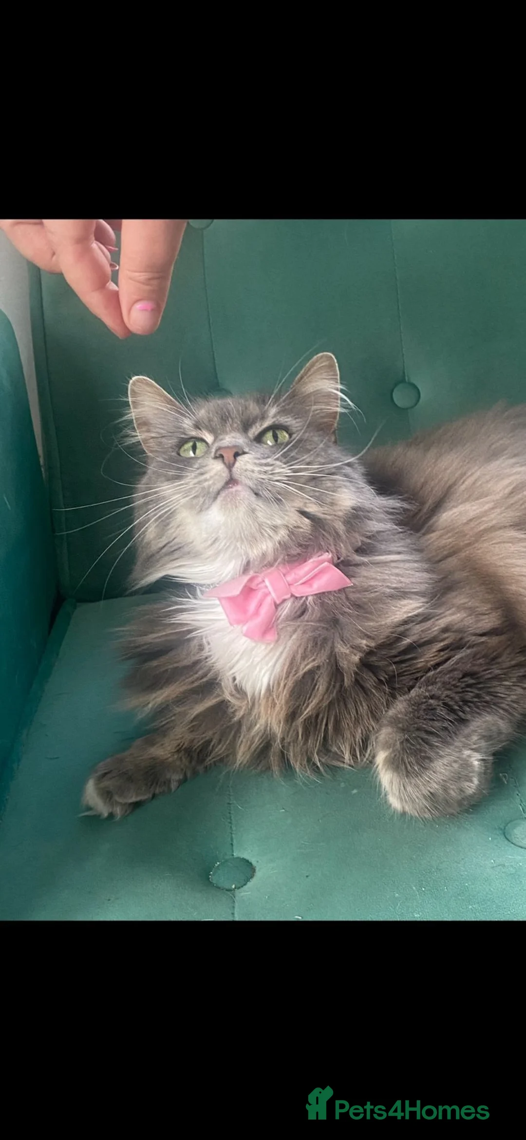 Mixed Breed cats for sale: Maincoon X  - Advert 1