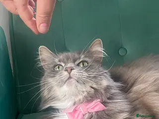 Mixed Breed cats Maincoon X - Advert 2