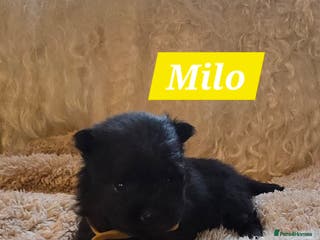 Pomeranian dogs Pretty Pomeranians - Advert 1