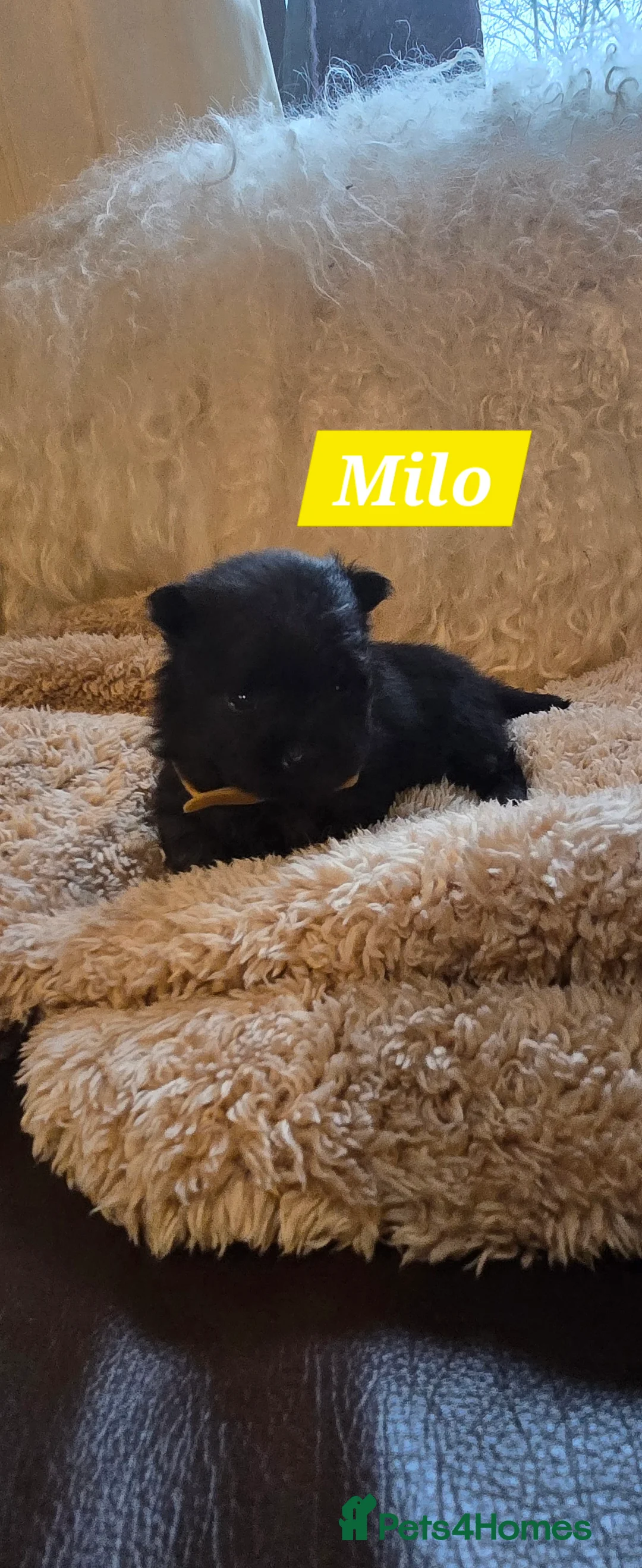 Pomeranian dogs for sale: Pretty Pomeranians  - Advert 16