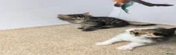 Maine Coon cats for sale:  Beautiful Maine coon kittens  - Advert 4