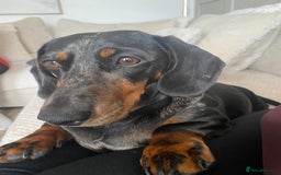 Dachshund dogs for sale: Daschund  - Image 1