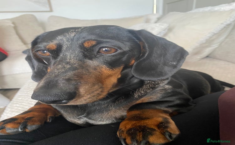 Dachshund dogs - Advert 1