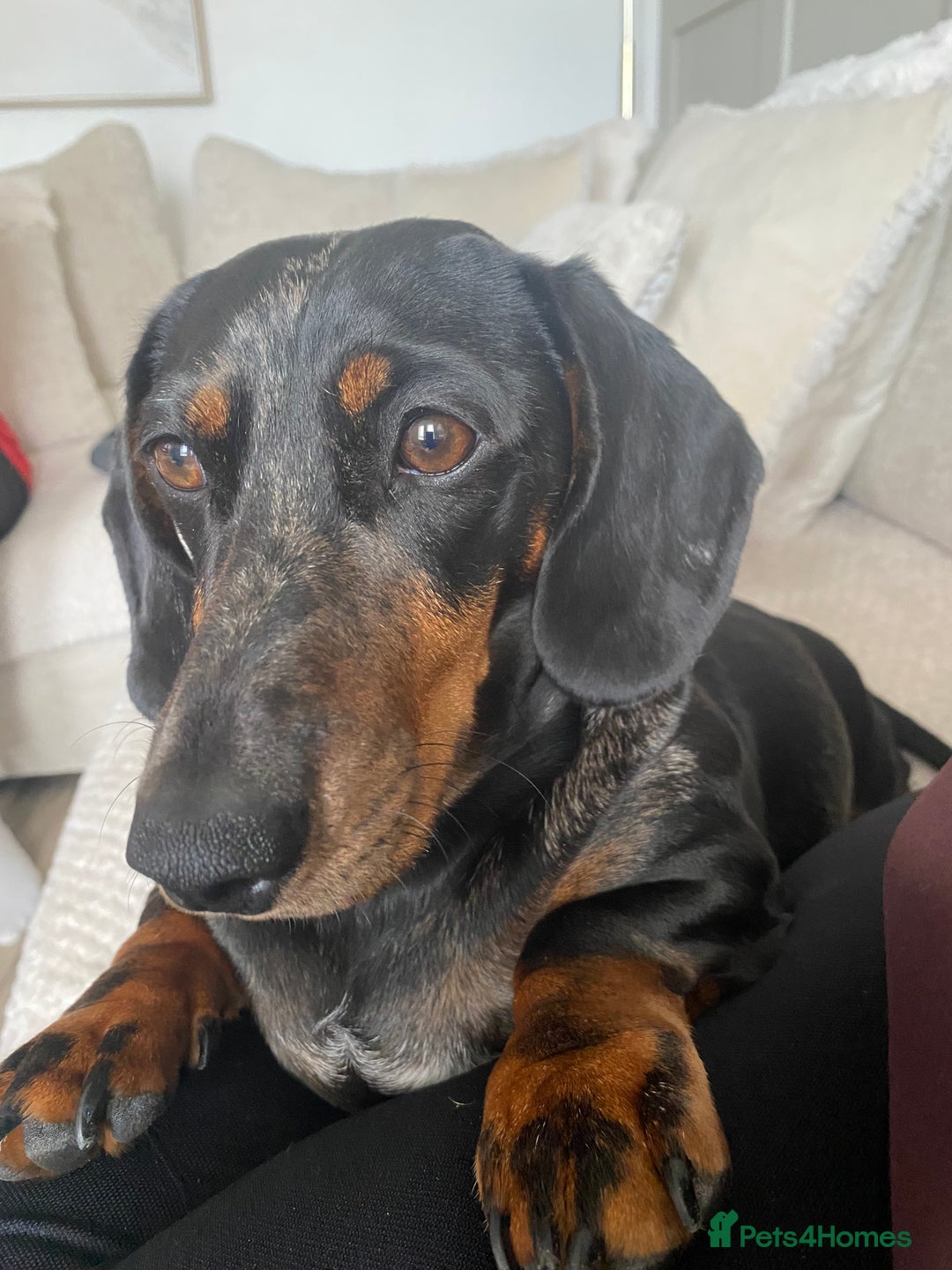 Dachshund dogs for sale: Daschund  - Image 1