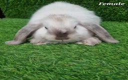 Mini Lop rabbits for sale: Purebred mini lops  - Image 4