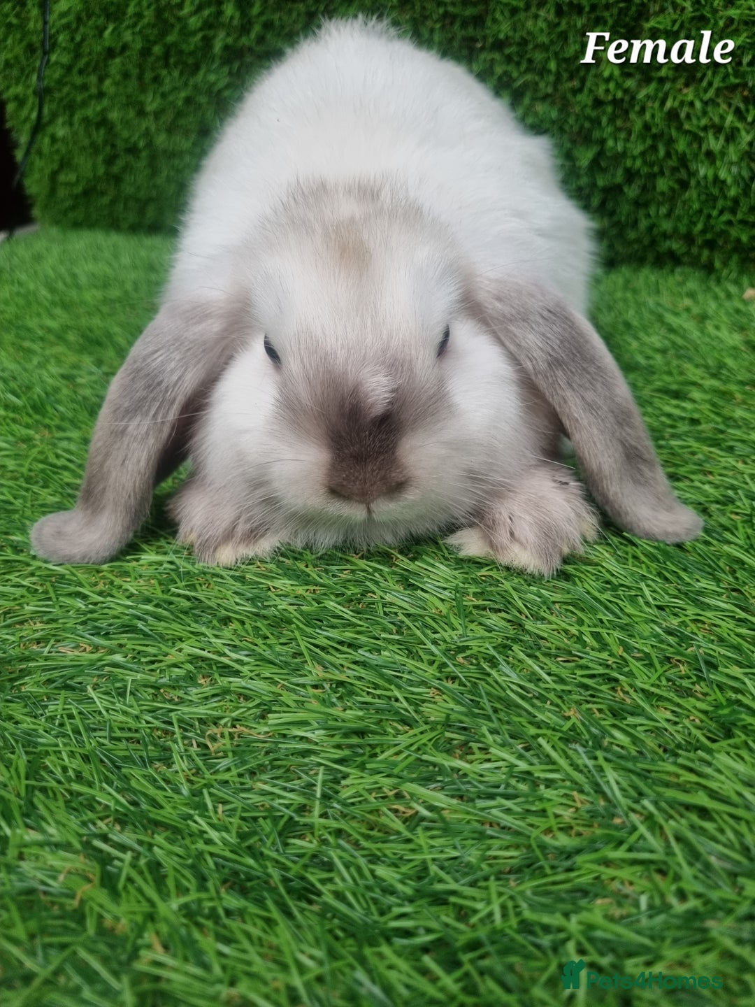 Mini Lop rabbits for sale: Purebred mini lops  - Image 4