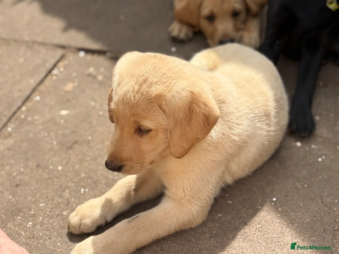 Labrador Retriever dogs for sale: Mixed litter black and blonde Labrador puppies  - Advert 37