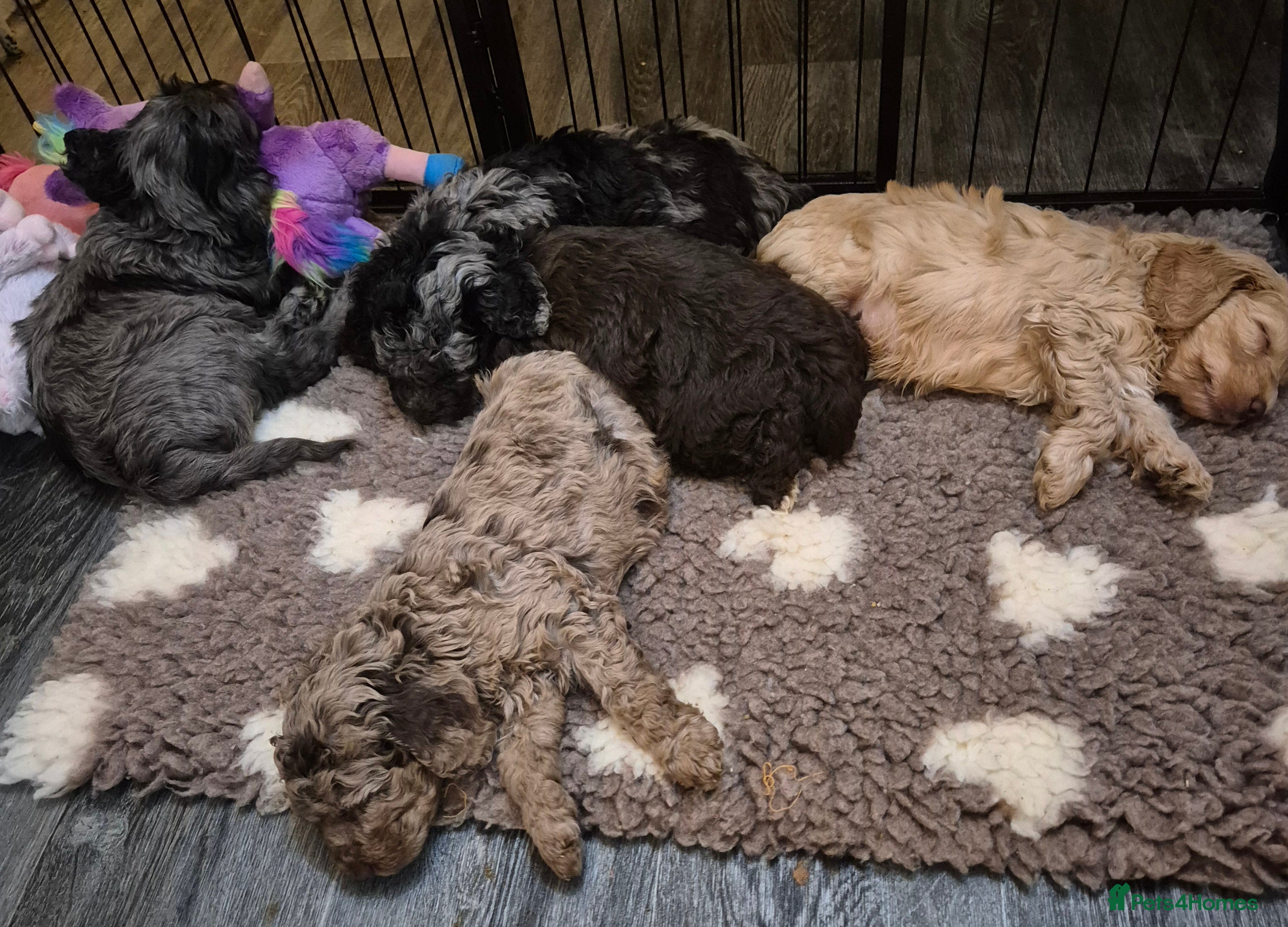 Cockapoo dogs F1b mini cockapoos  - Advert 4