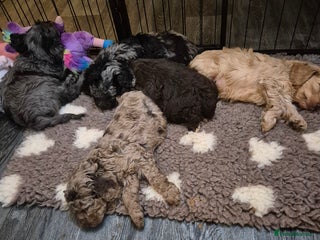 Cockapoo dogs F1b mini cockapoos - Advert 4