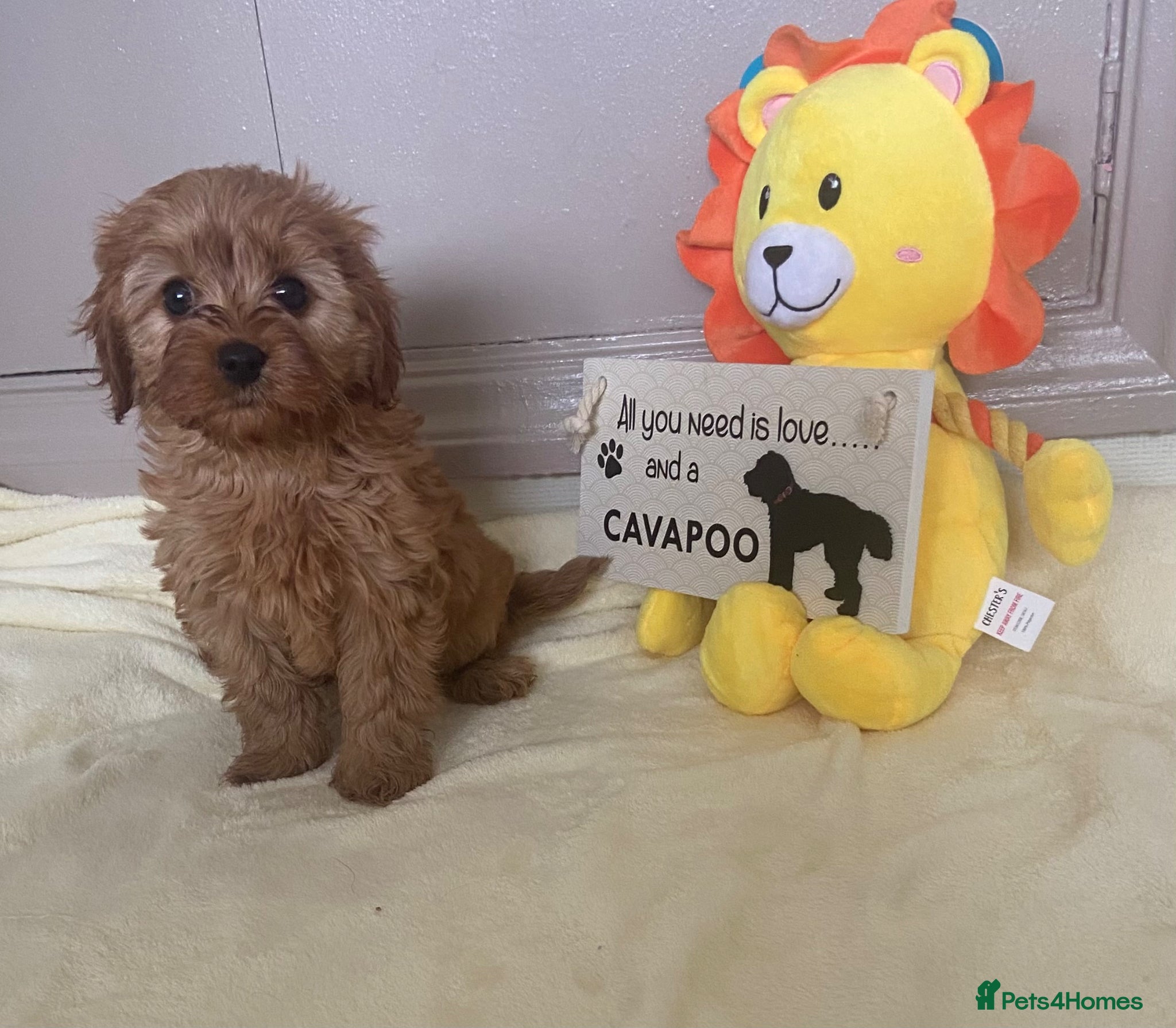 Cavapoo dogs 1 Gorgeous Pretty F2 Cavapoo Puppies 🐾 - Advert 4