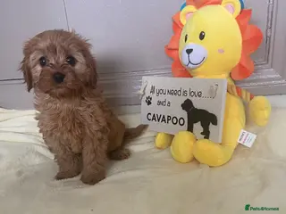 Cavapoo dogs 1 Gorgeous Pretty F2 Cavapoo Puppies 🐾 - Advert 18