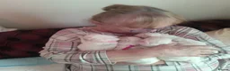 Maltese dogs for sale: 2 female Maltese puppies - Advert 15