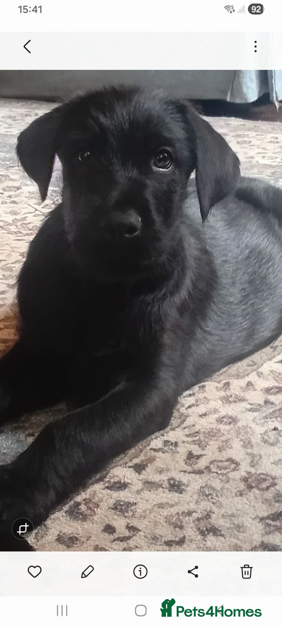 Mixed Breed dogs for sale: A very rare opportunity... - Advert 1