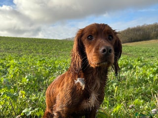 Cocker Spaniel dogs KC Fully health tested dark red working cocker - Advert 5