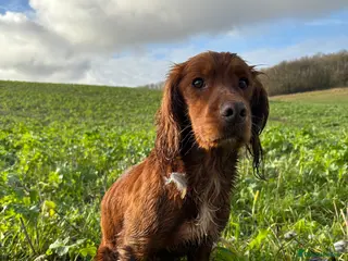 Cocker Spaniel dogs KC Fully health tested dark red working cocker - Advert 10