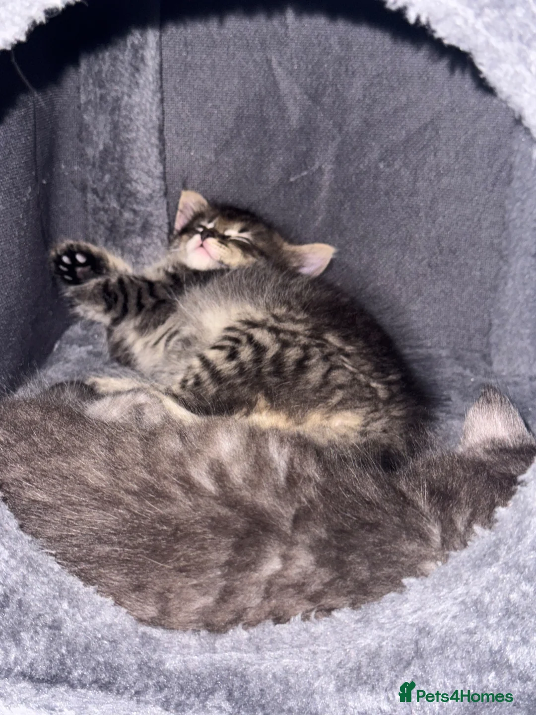 Mixed Breed cats for sale: 2 bonded female kittens  - Advert 16