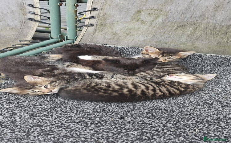 Mixed Breed cats - Advert 3