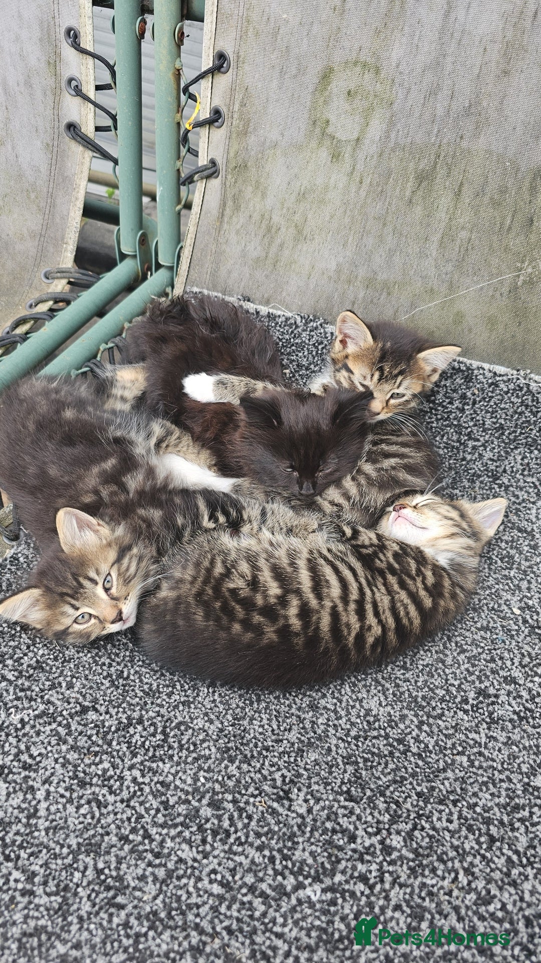 Mixed Breed cats for sale: 4 kittens a quarter ragdoll - Image 1