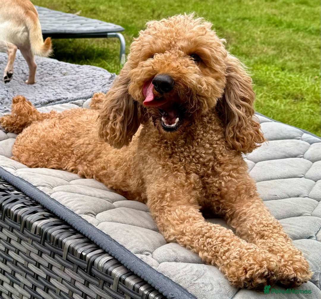 Cockapoo dogs for adoption: CoCo’s Story – Freedom After a Life of Cruelty - Image 8