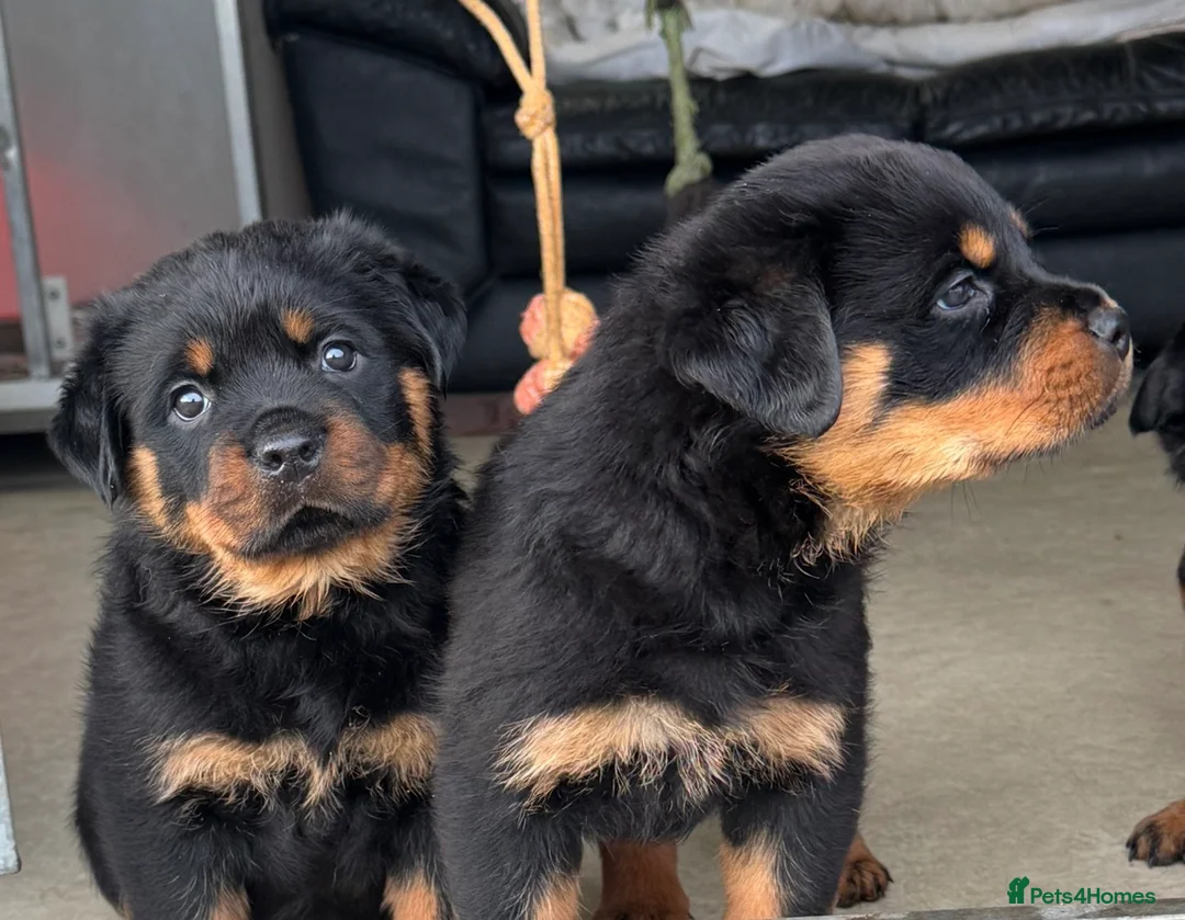 Rottweiler dogs for sale: Gorgeous Rottweiler puppies  - Advert 15