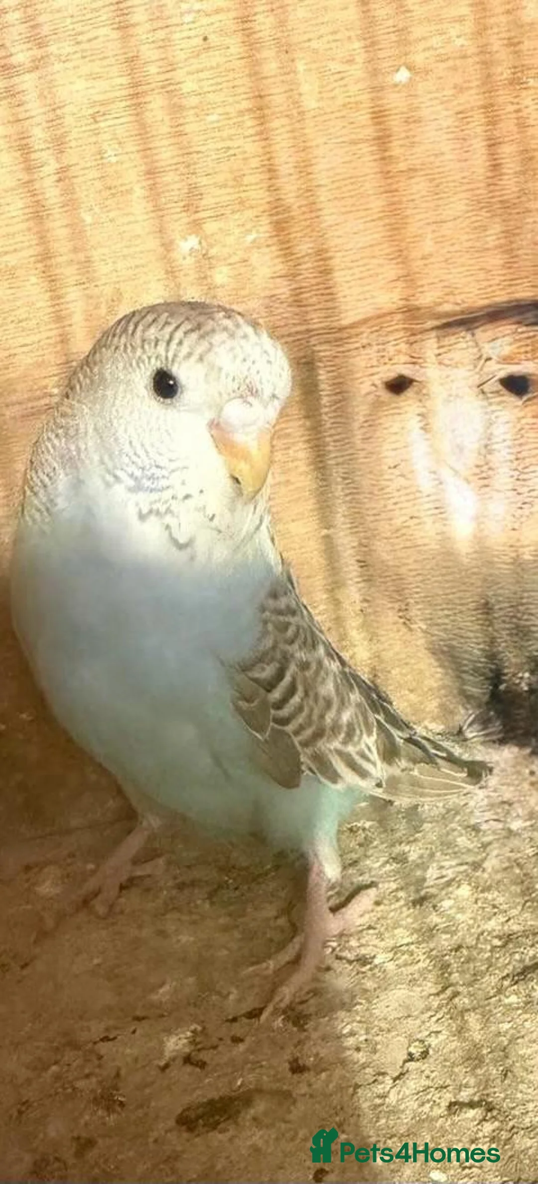 Budgerigars birds for sale: Budgies for sale £40 each collection mk404nn - Advert 17