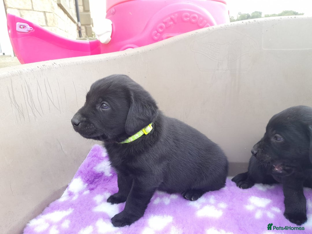 Labrador Retriever dogs for sale: KC Registered working Labrador puppies - Image 19