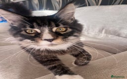 Maine Coon cats for sale: 2 Mainecoon boys - Advert 2