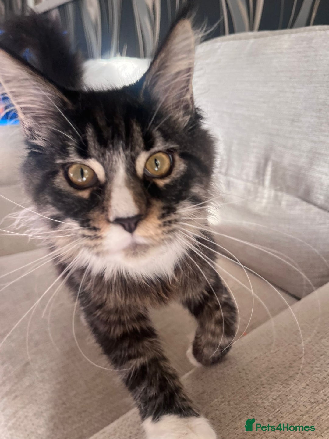 Maine Coon cats for sale: 2 Mainecoon boys - Advert 2